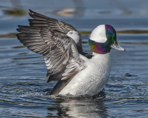 North Florida Layout Hunt for Buffleheads (Half Day Hunt: Nov. thru Jan.)